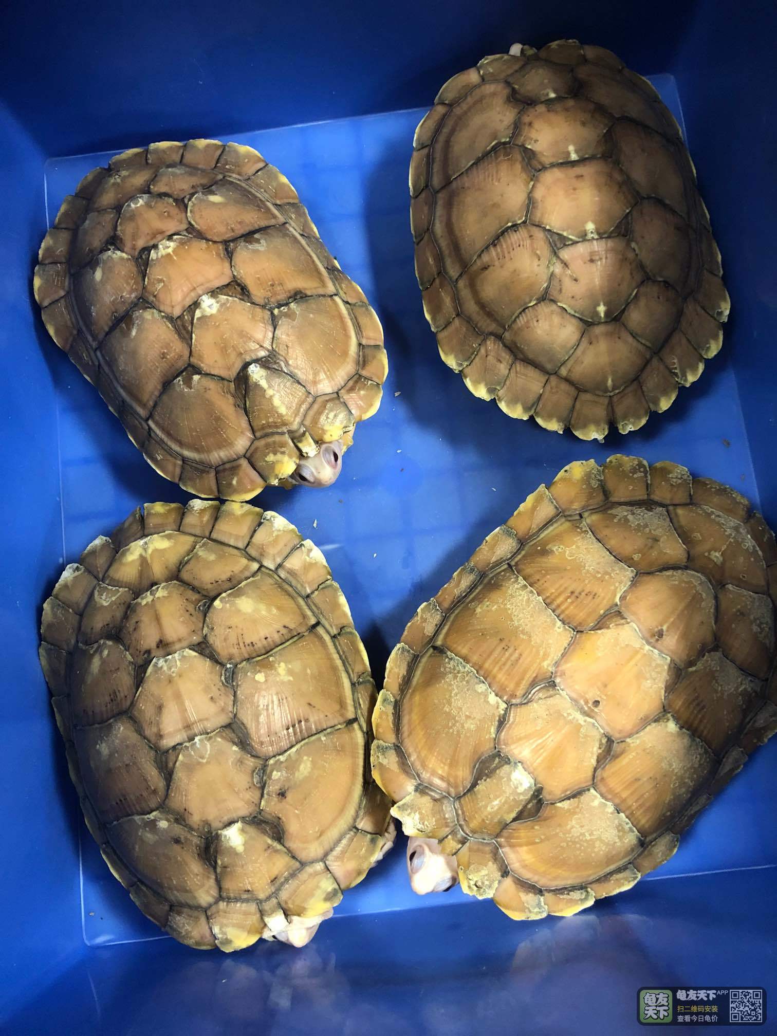 乌龟只张口不吃东西怎么办,乌龟为什么从来不张嘴