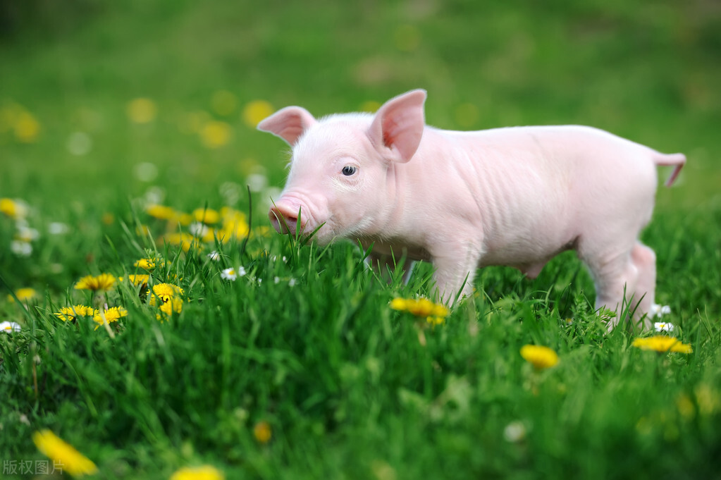 血浆蛋*粉白**在仔猪饲粮中的研究应用