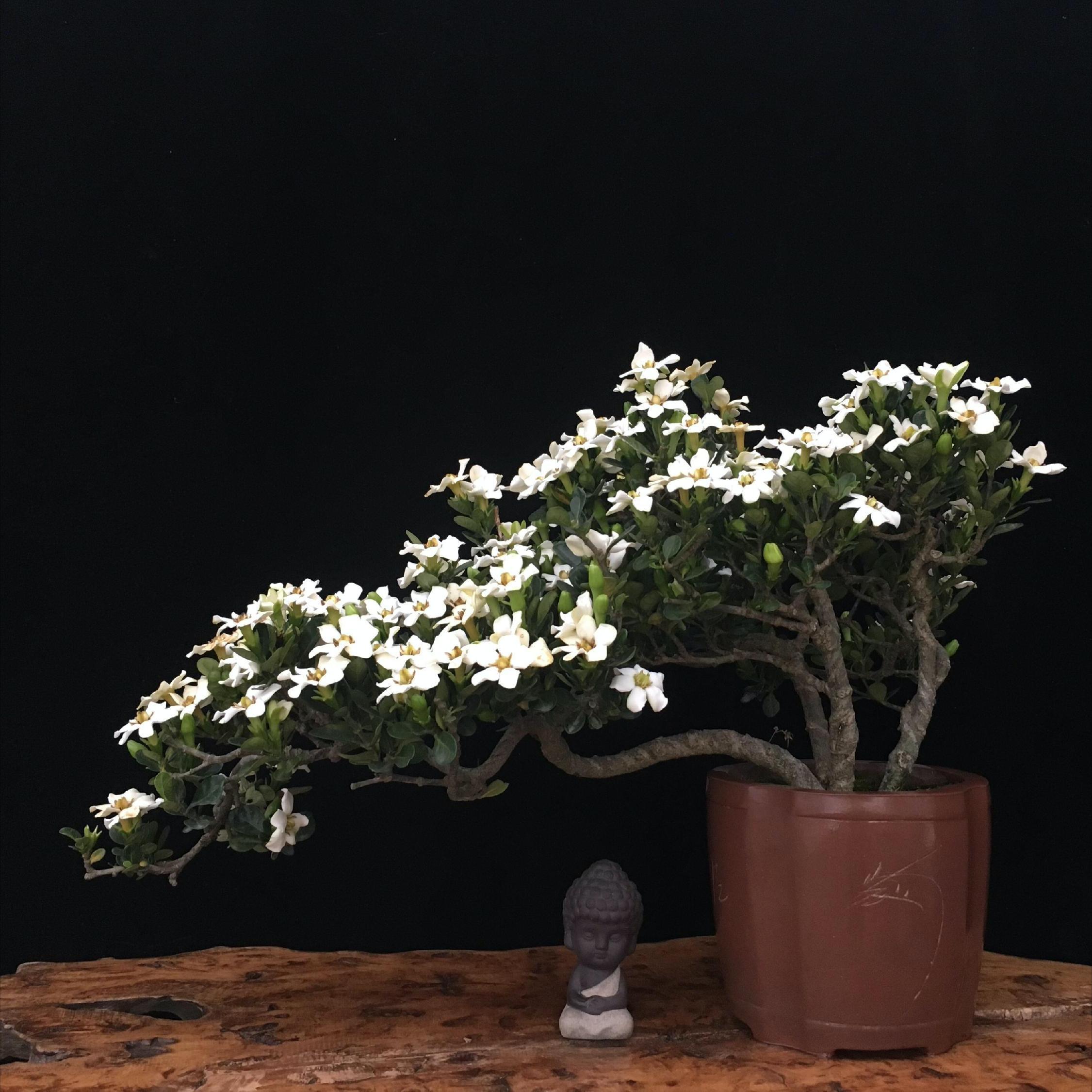 十种最旺家庭的小盆景,各种小盆景大全图片