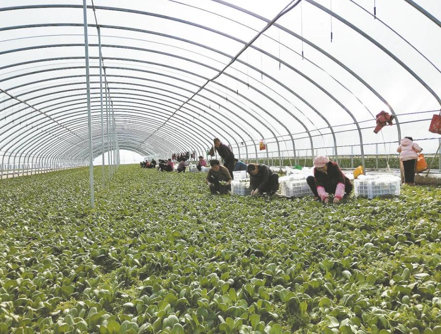 小山村种出了“院士菜”专家院士播下致富种子外出年轻人回乡创业