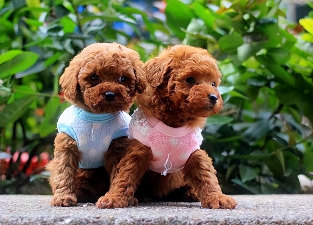 还在犹豫要不要养罗威纳,狗狗到底有必要做绝育吗