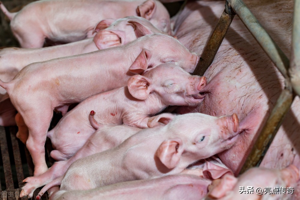 母猪乳房炎发生的原因及治疗措施,母猪乳房炎对仔猪的影响