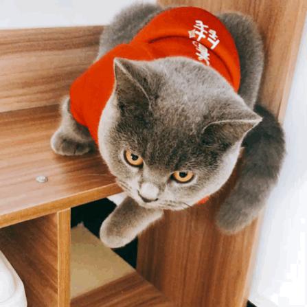 猫咪的寿命最多能活到多大呢,猫咪寿命排行榜之短命猫