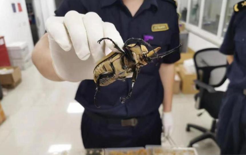 江苏男子花530万买下3只受伤乌龟,放生鳄鱼龟危害