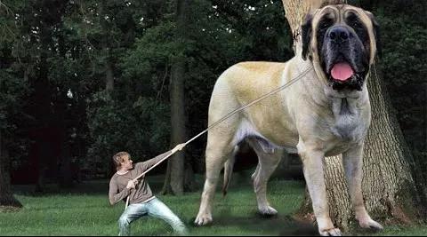 世界上体型最大的狗前5排行榜,世界上最贵的狗第一名排行榜