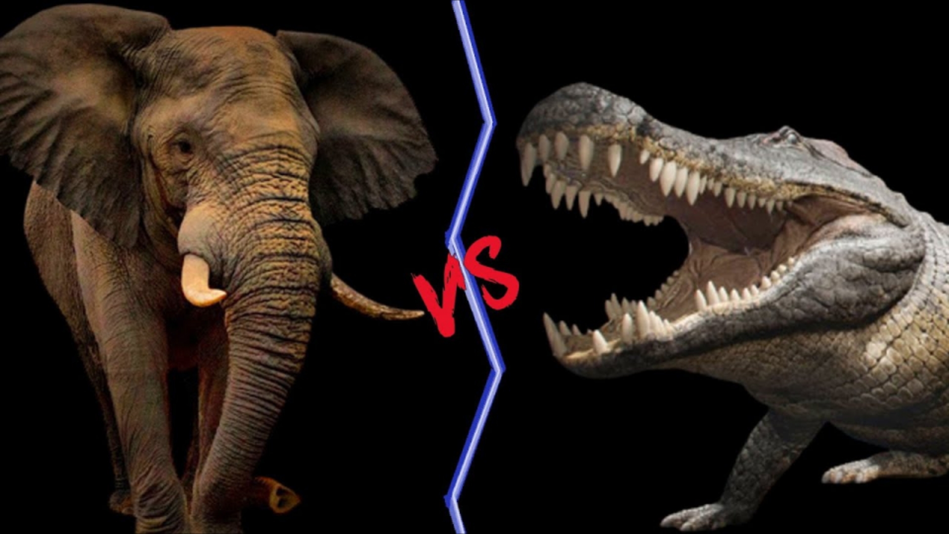 尼罗鳄vs非洲象,尼罗鳄打得过狮子吗