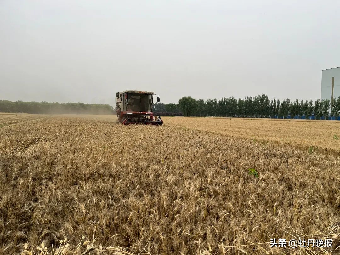 菏泽收麦最新信息,菏泽80年代收麦流程