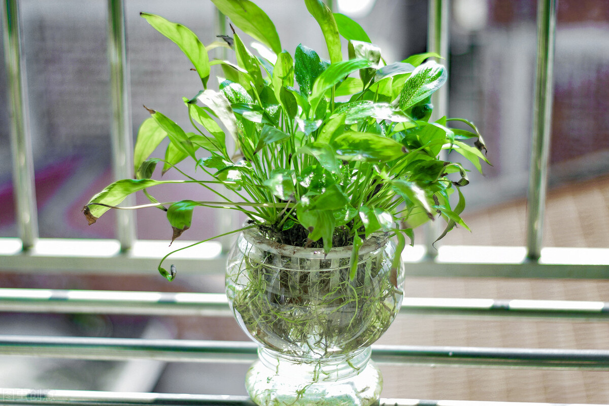 室内水培植物怎样防止蚊虫滋生,除蚊虫的最快的土方法