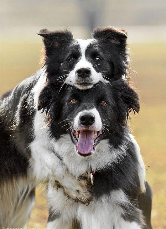 最受欢迎的宠物狗排名前十品种,十大最受欢迎的宠物狗品种排名