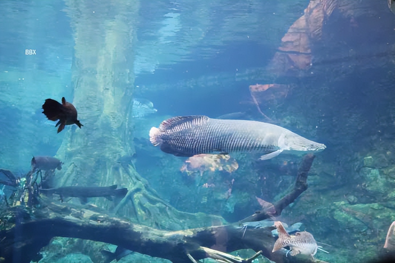 珠海长隆海洋王国水下走廊,世界级海洋乐园珠海长隆海洋王国