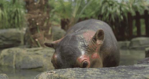 河马粪便致上万条鱼死亡,河马被粪便憋死