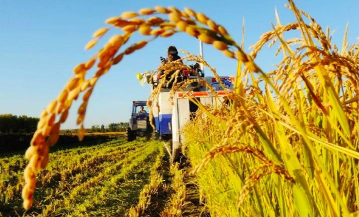 农业可持续性发展的理论与实践,农业技术创新推动农业现代化发展