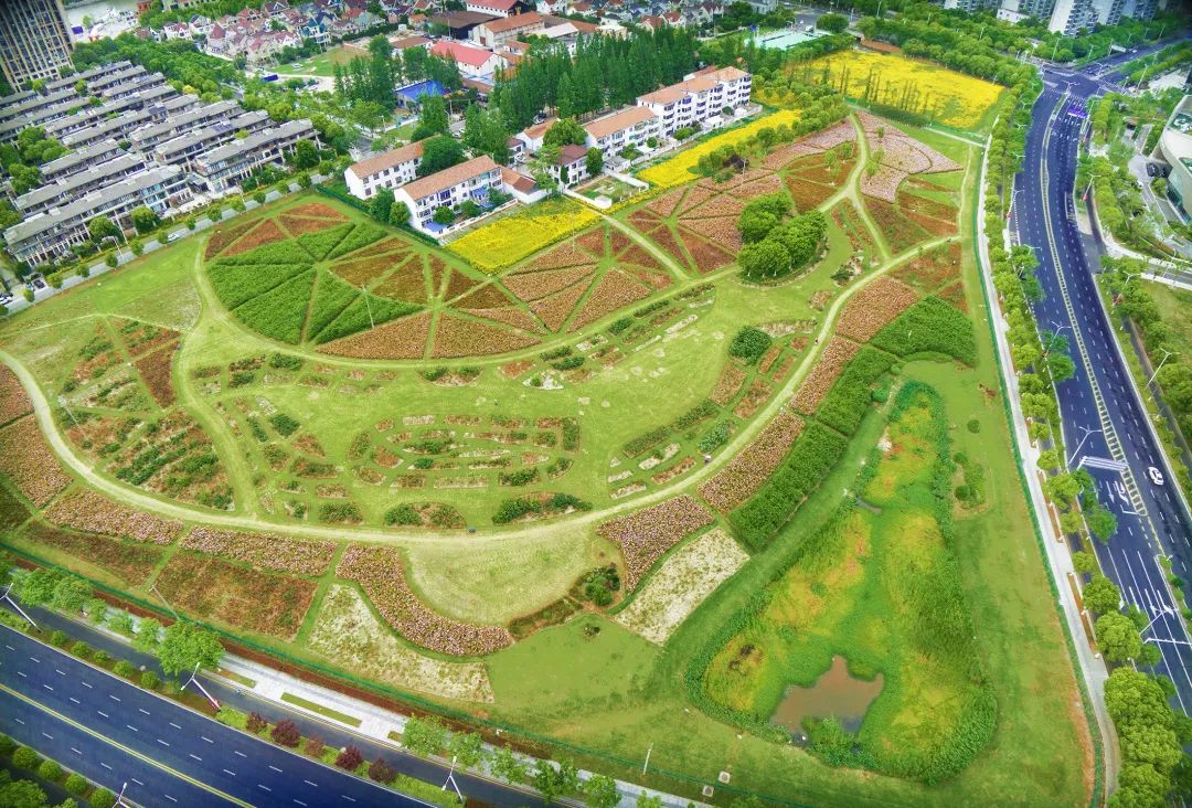 太仓蓝色花海,太仓好看的花海