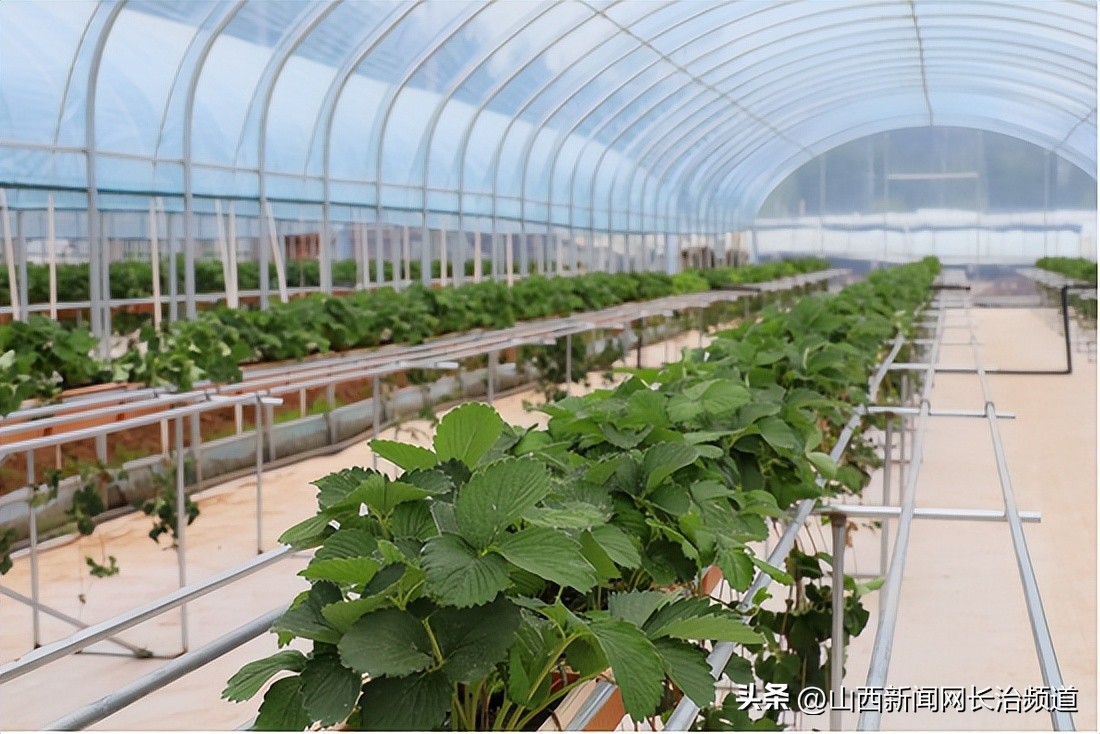 董家营草莓基地,董家草莓基地