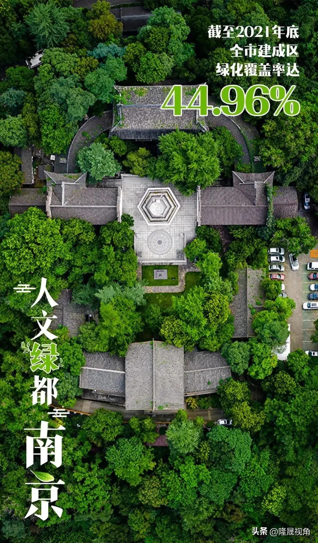 只有南京才有的树,树是南京树