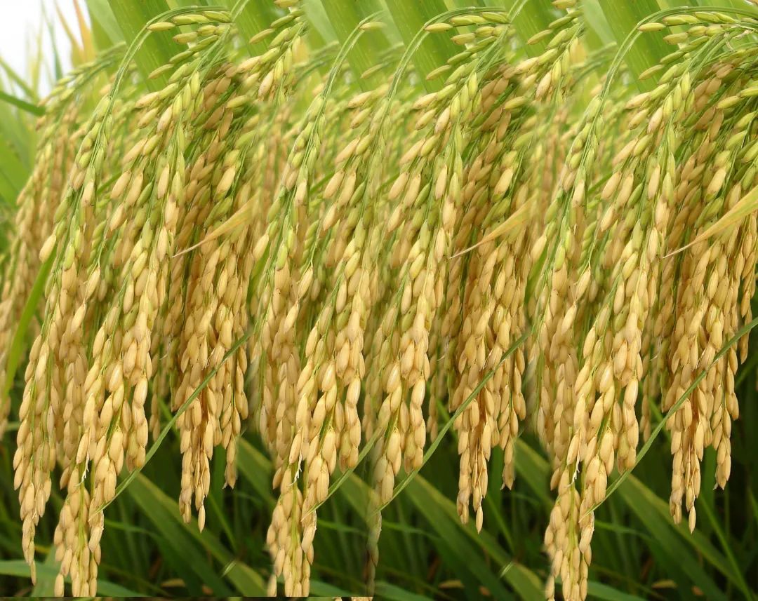 五谷杂粮食物图片大全大图,五谷杂粮图片大全大图真实