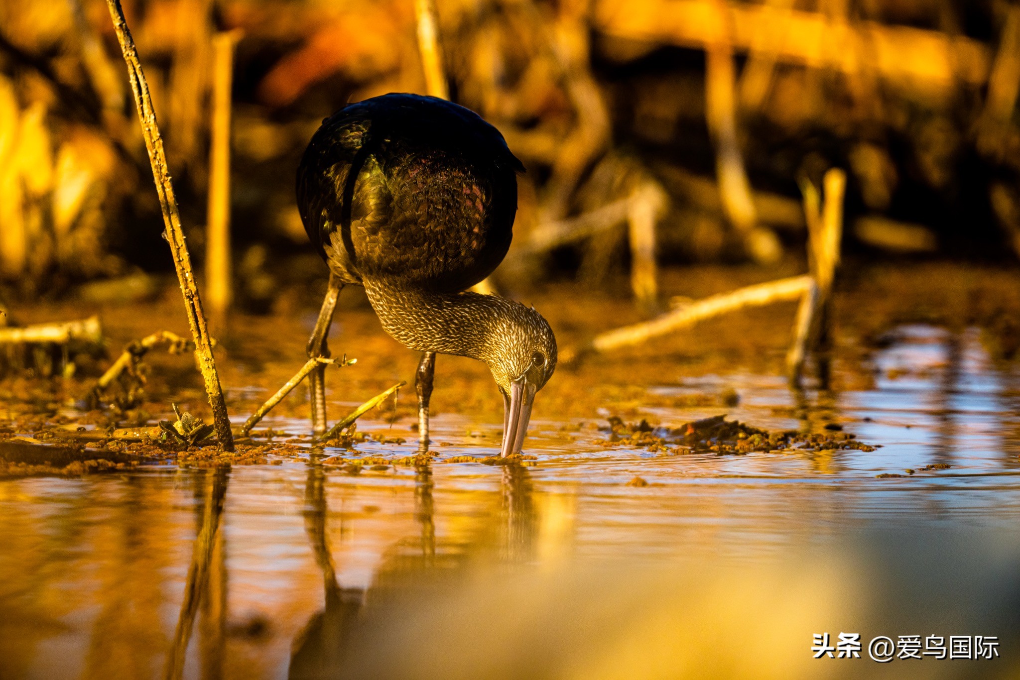 Alpha 1鸟种“加新”之旅 索尼云南拍鸟活动手记