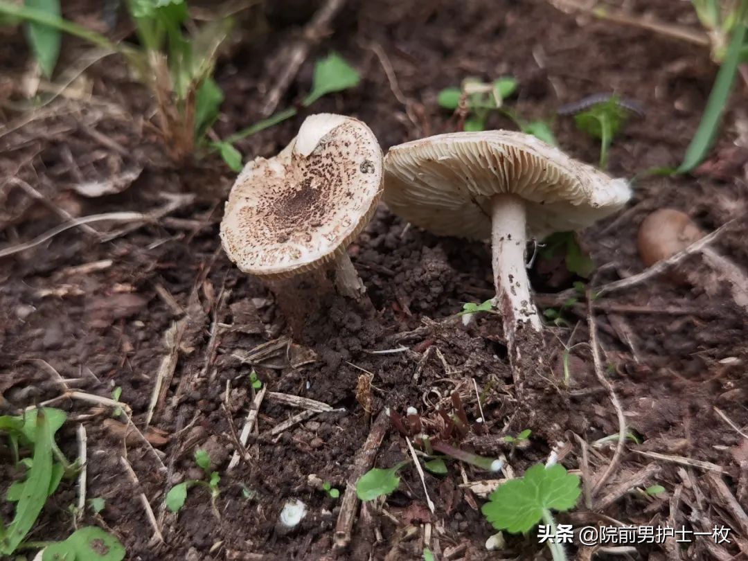 关于蘑菇的分类及中毒诊治,欢迎转发