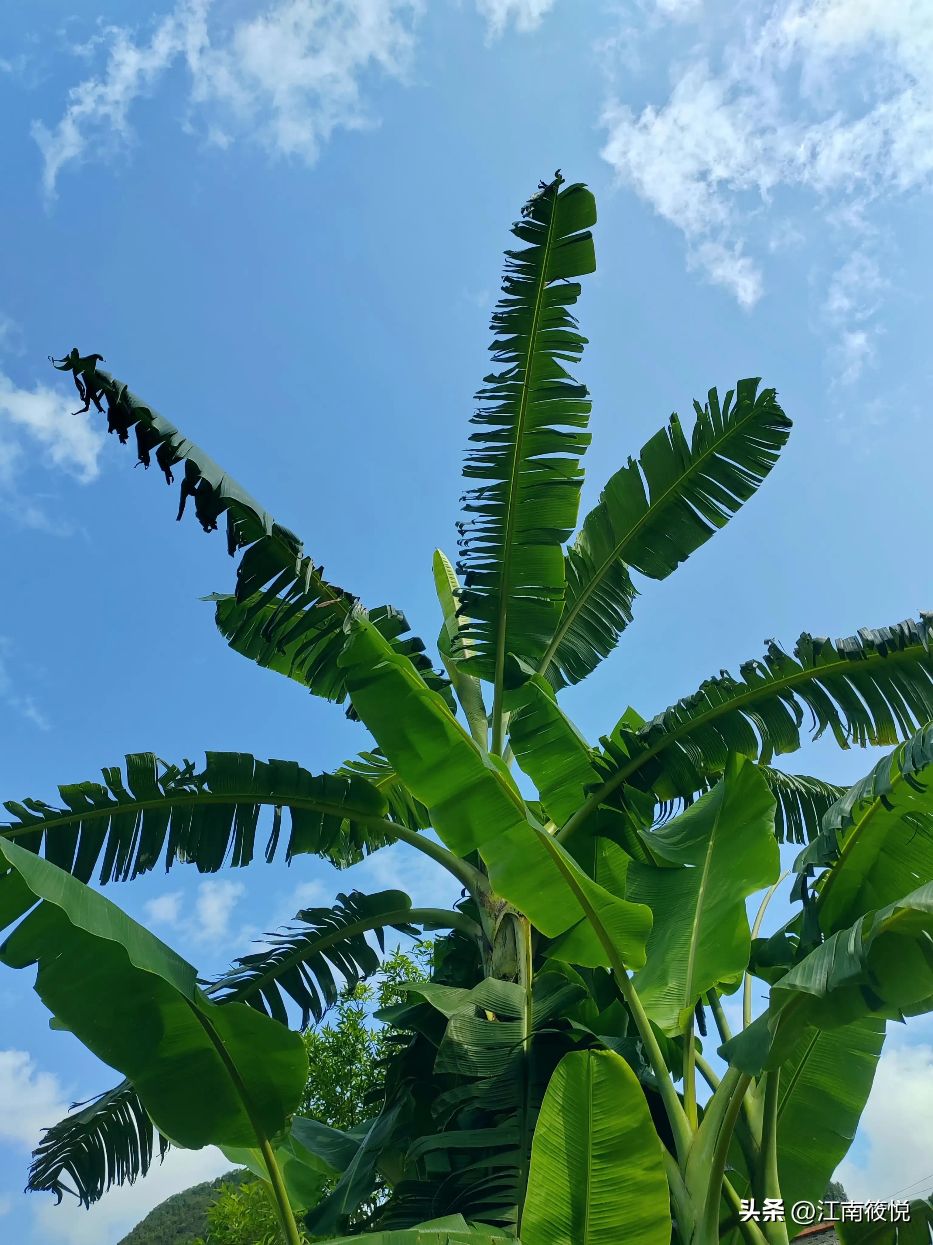 广西巴马瑶族老配方茶麸,巴马茶麸的功效和作用