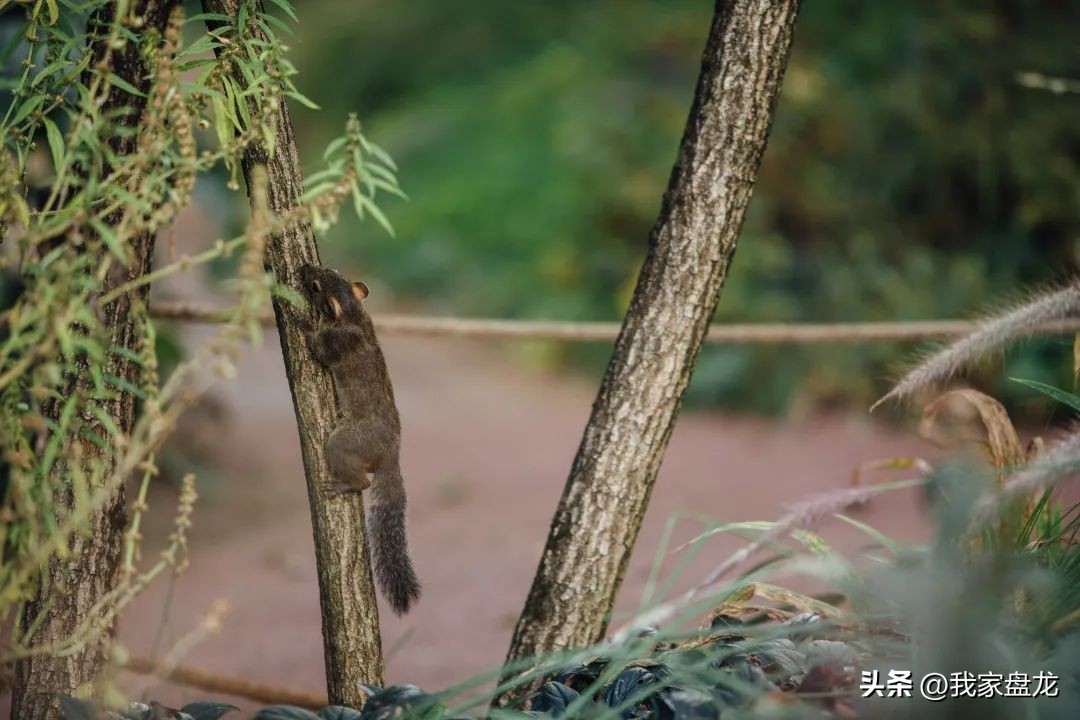 8000多种植物的“快乐星球”！盘龙区这里“枫”景正好