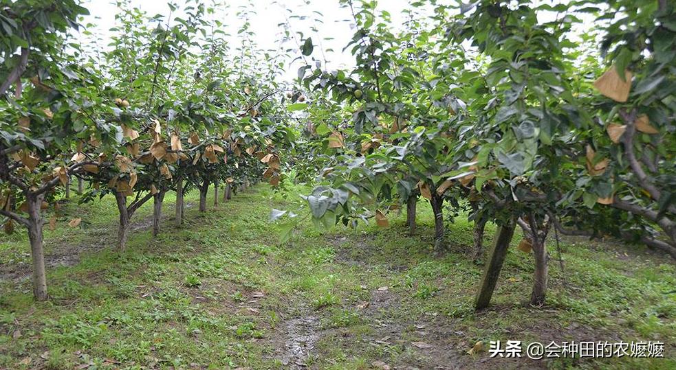 梨树种植注意5点产量高收益好,梨树果实膨大期施啥肥料最好杀菌
