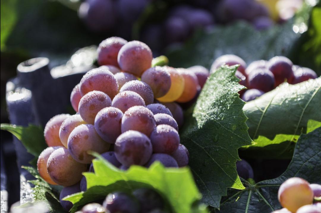 秒杀“水果刺客”！这篇《集安初秋水果指南》快收藏