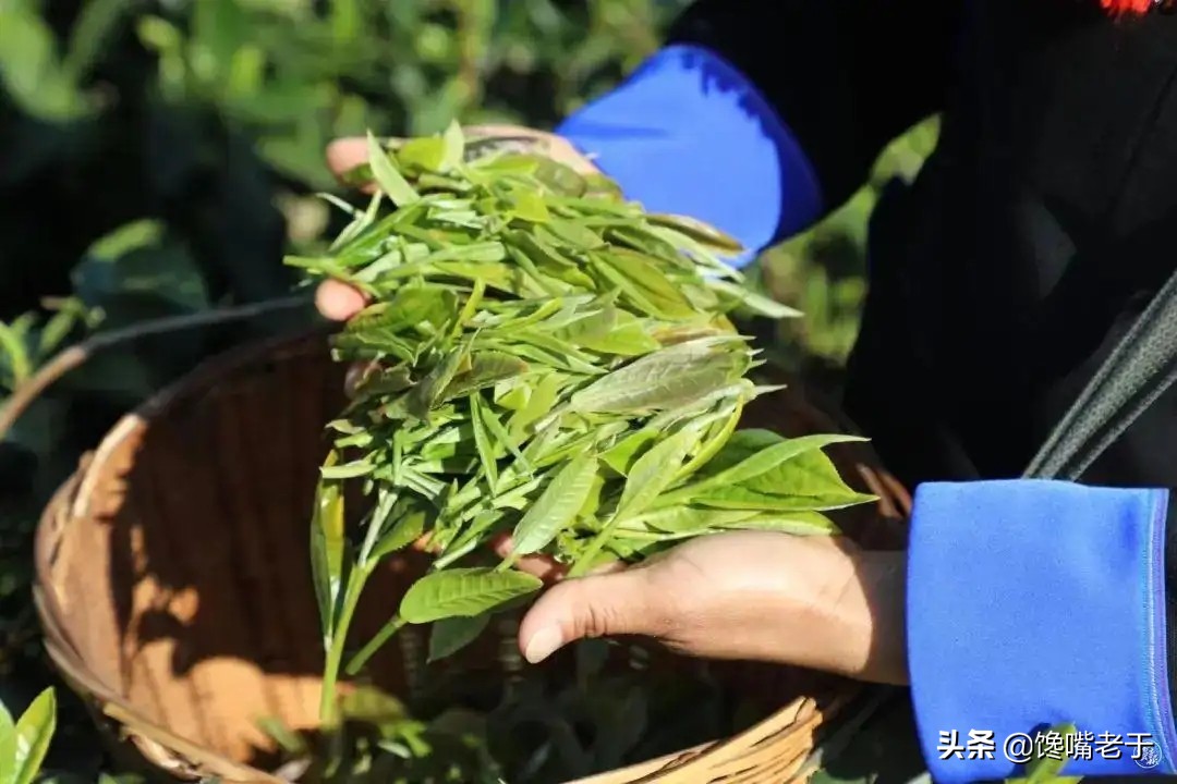 抹茶是用什么植物做,抹茶是什么做的香精