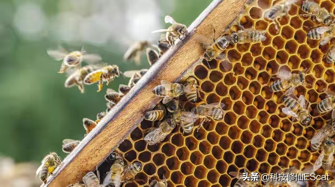 神奇宝贝蜜蜂进化过程,神奇的物种蜜蜂