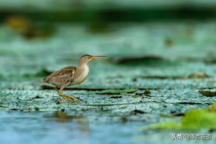 写春天的著名唐诗宋词加赏析,100首关于春天的唐诗宋词
