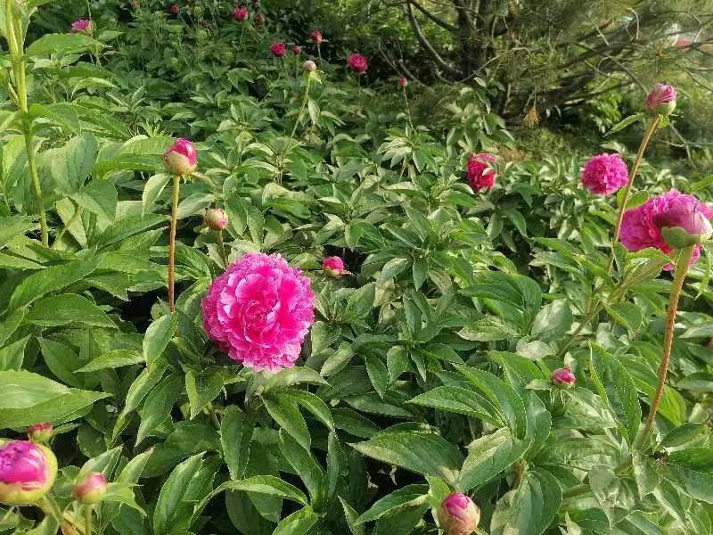 瞻仰胡氏受姓始祖公满陵墓及观光沿途景物