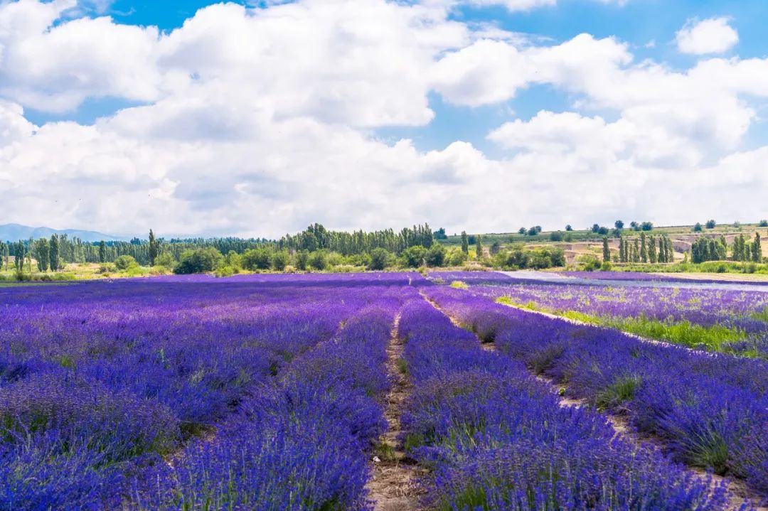 南疆的美又是另一种别样风情,北疆的风景南疆的风情