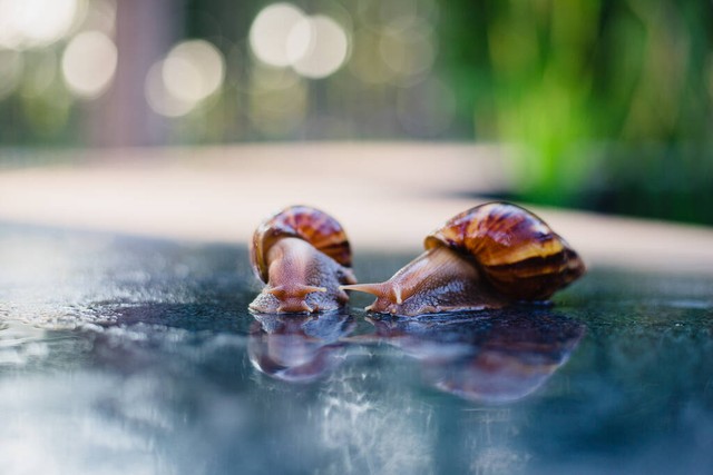 你知道吗？蝴蝶品尝美味要用脚丫踩一踩。