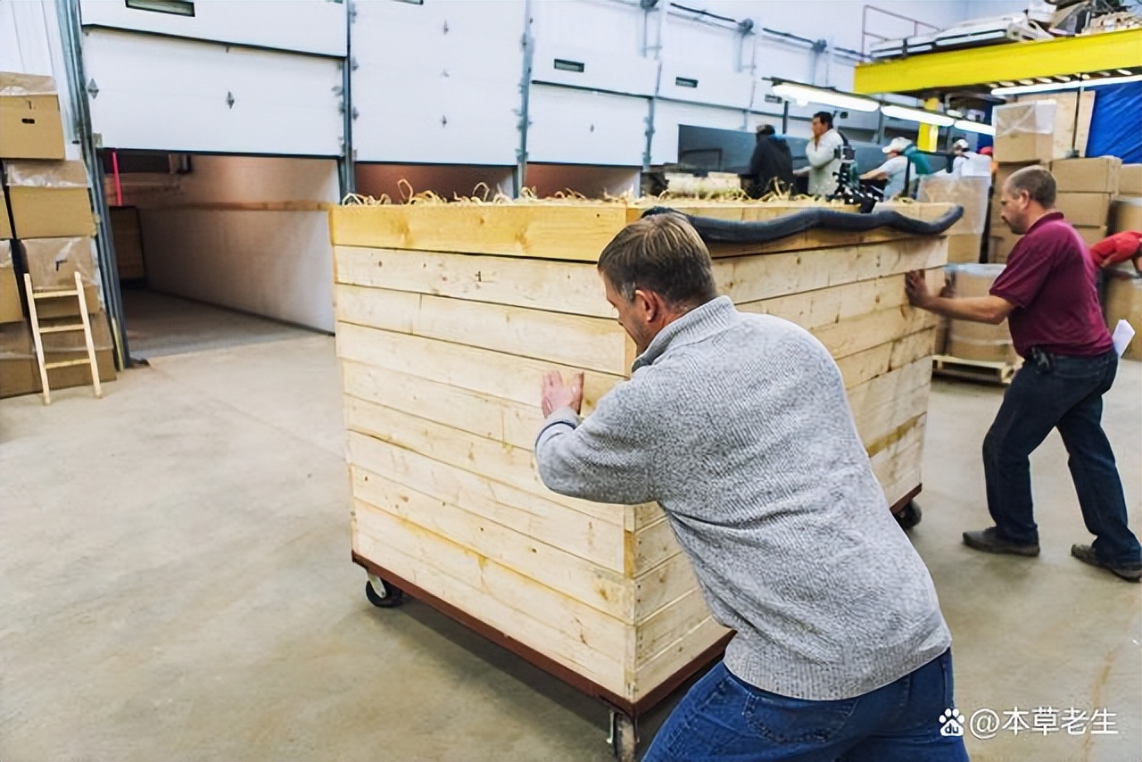 美国西洋参和中国西洋参有啥区别,美国产的西洋参好处是什么