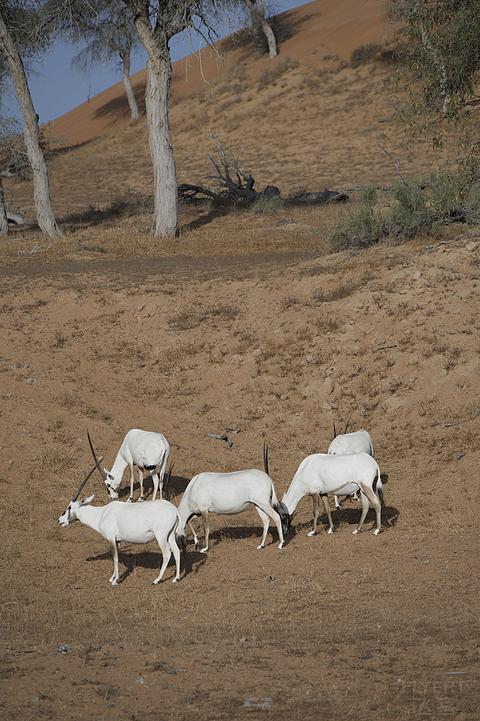 阿联酋丽思卡尔顿,阿联酋野奢帐篷