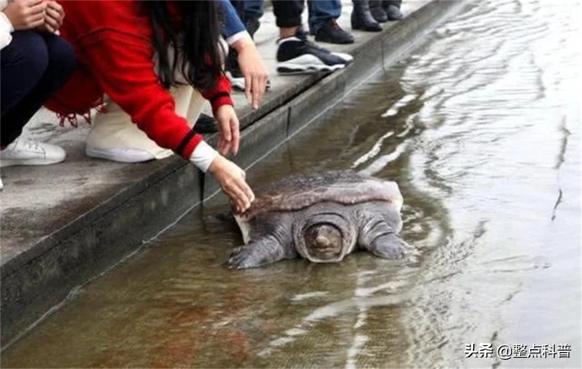 佛罗里达鳖是入侵物种吗,佛罗里达鳖没有天敌吗
