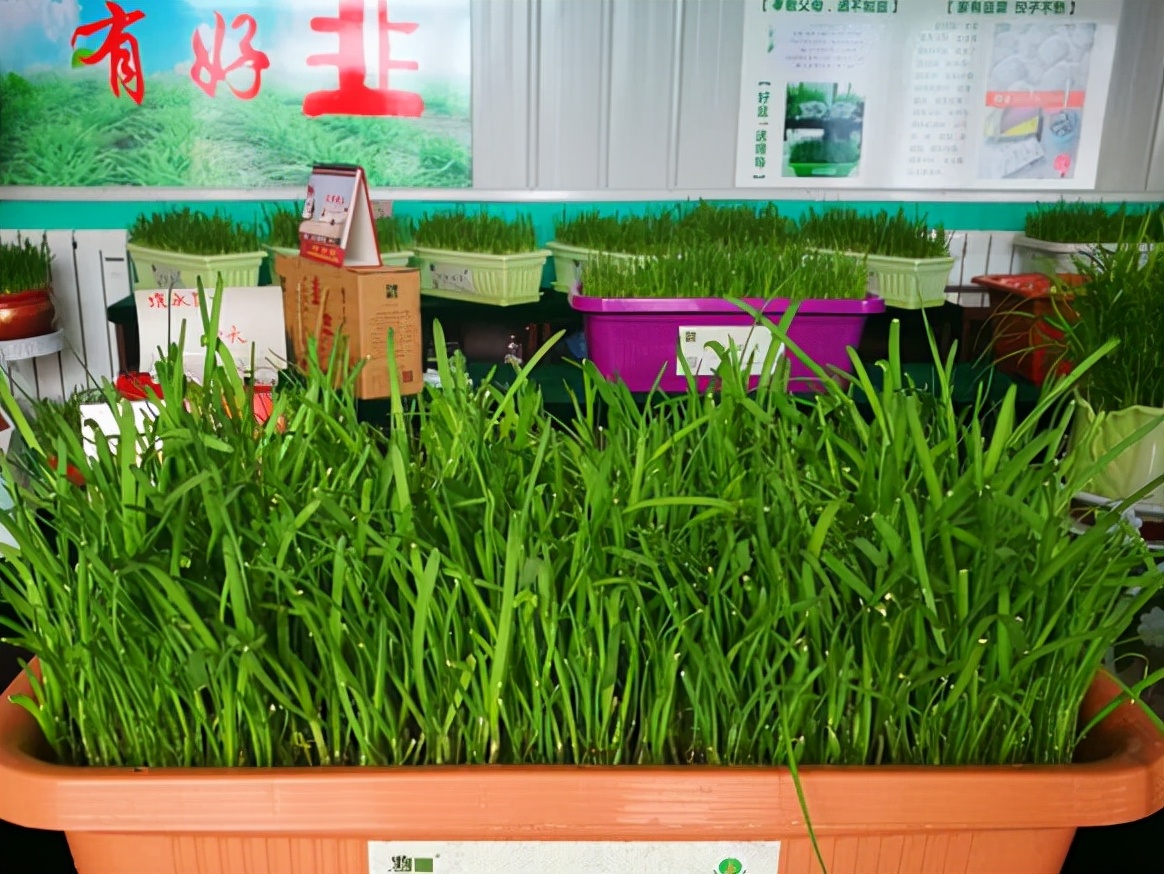 新种的韭菜第一茬一亩能割多少斤,韭菜种植高产方法分享越割越粗壮