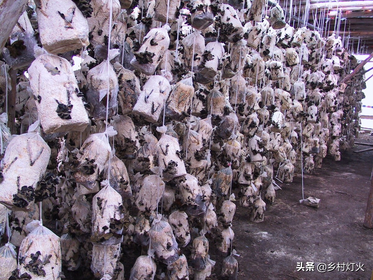 人工种植木耳与野生木耳区别,人工种植木耳和野生木耳营养如何