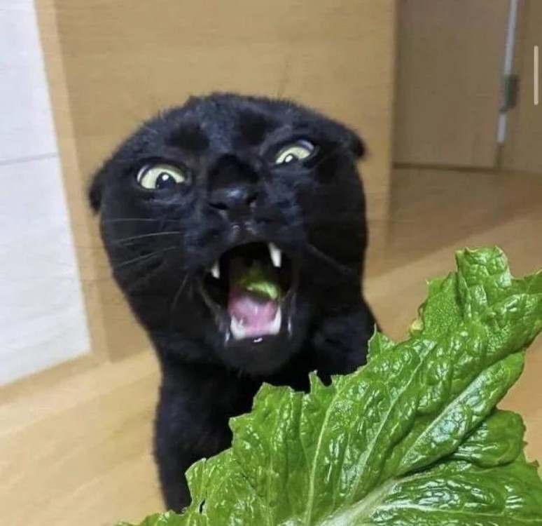 有趣又搞笑的动图,搞笑动图大杂烩