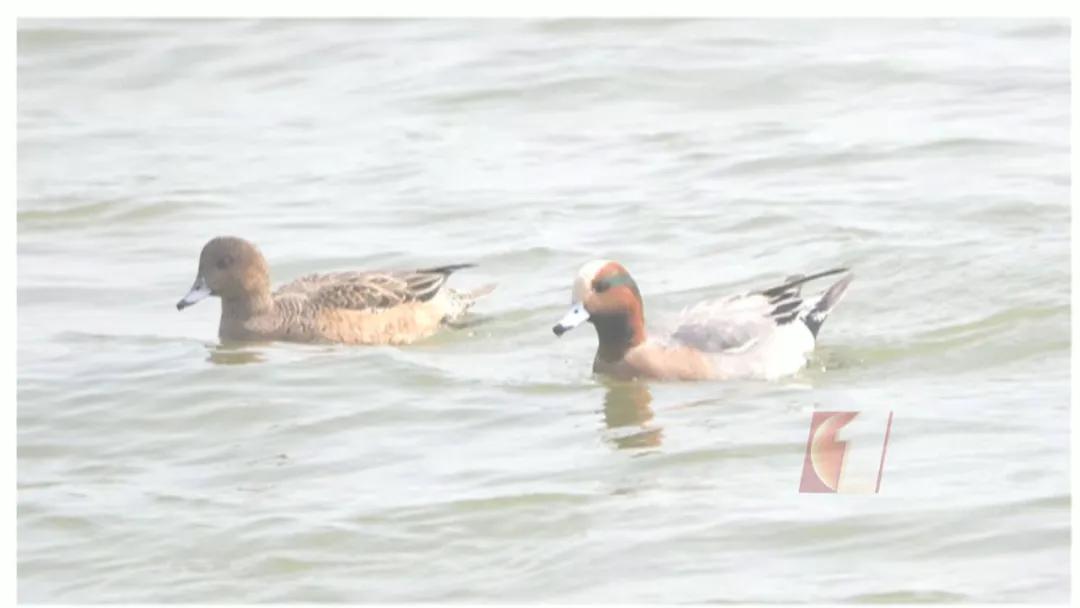 全国罕见！深圳湾公园引起轰动，只为一只鸭