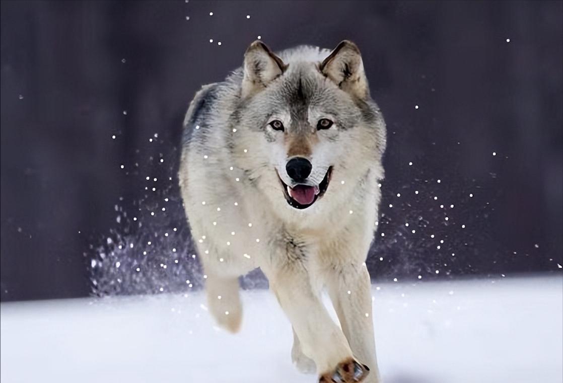 战斗力最强的犬科动物,战斗力最强的犬科动物排名榜