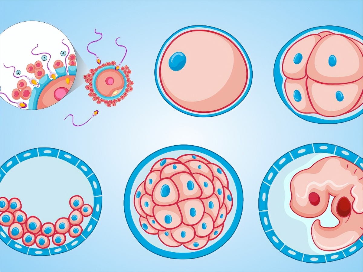 第二次试管移植冻胚的流程,试管第二胎移植流程