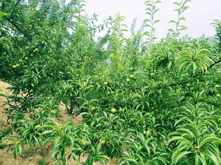 农村小伙回乡创业种果树,三个农村小伙回乡创业建果园