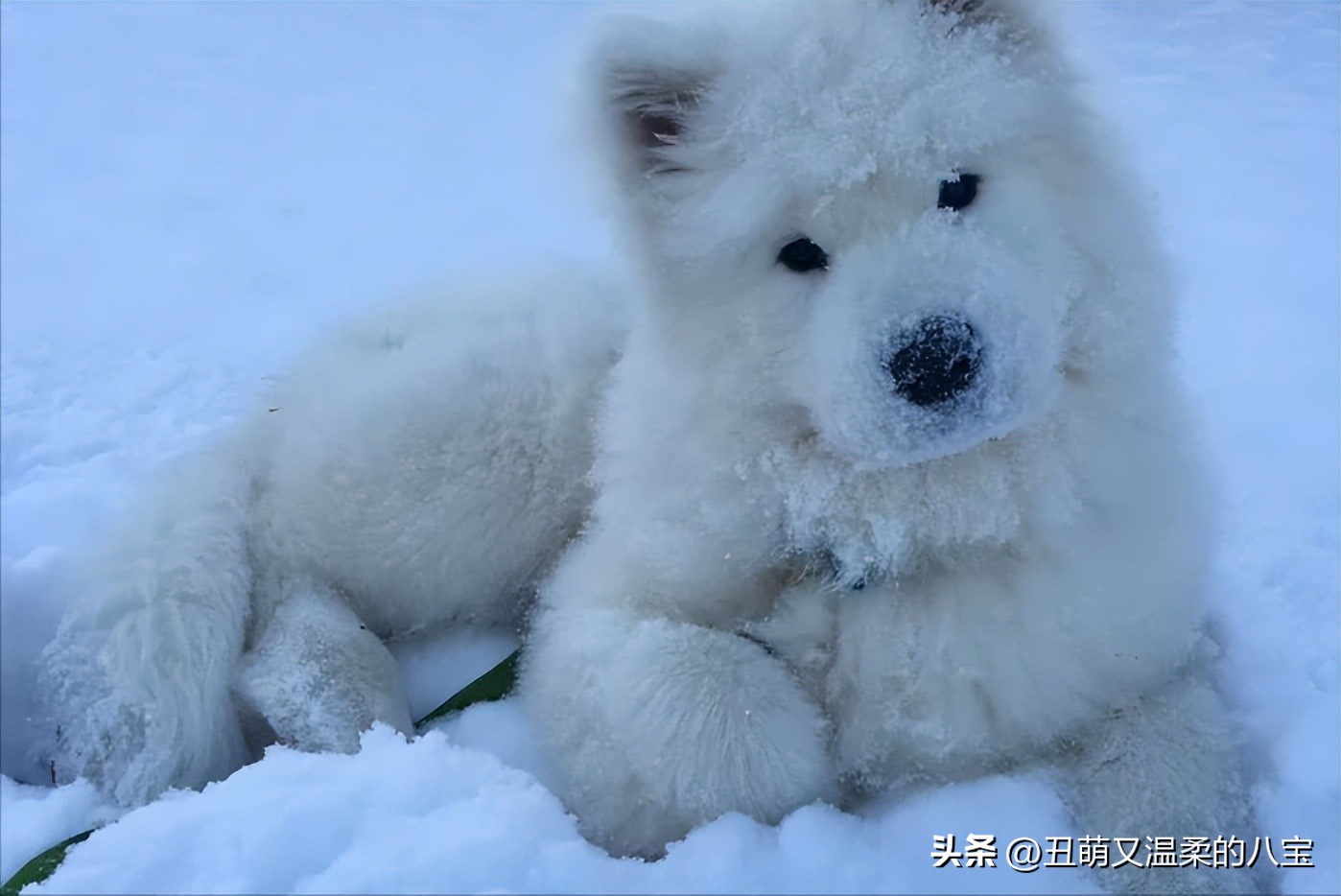 狗狗有耳螨用什么药,狗狗去耳螨买什么药