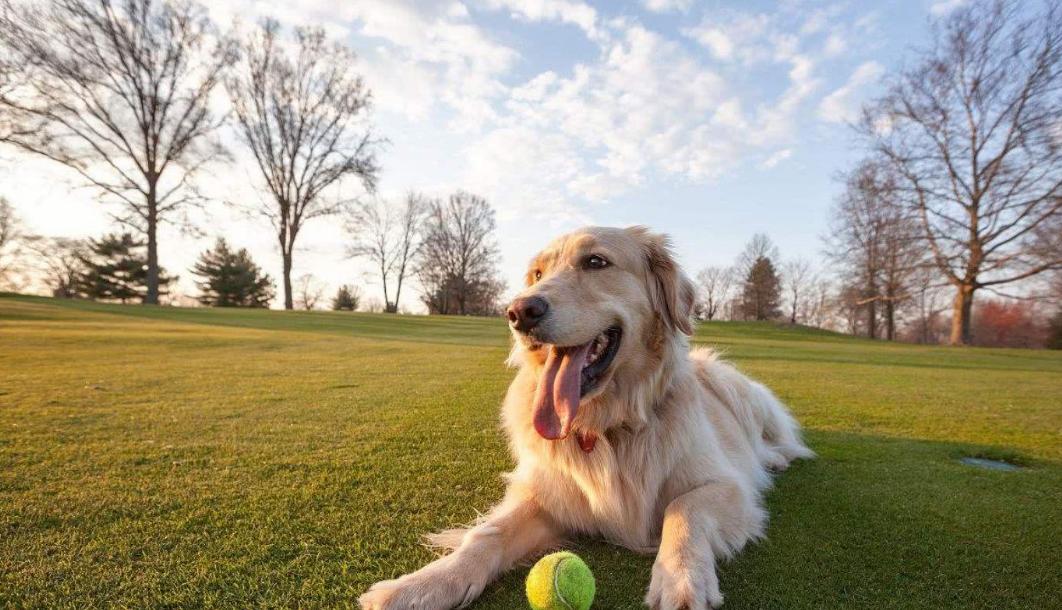 铲屎官你家的爱犬有证吗,作为铲屎官你合格了吗