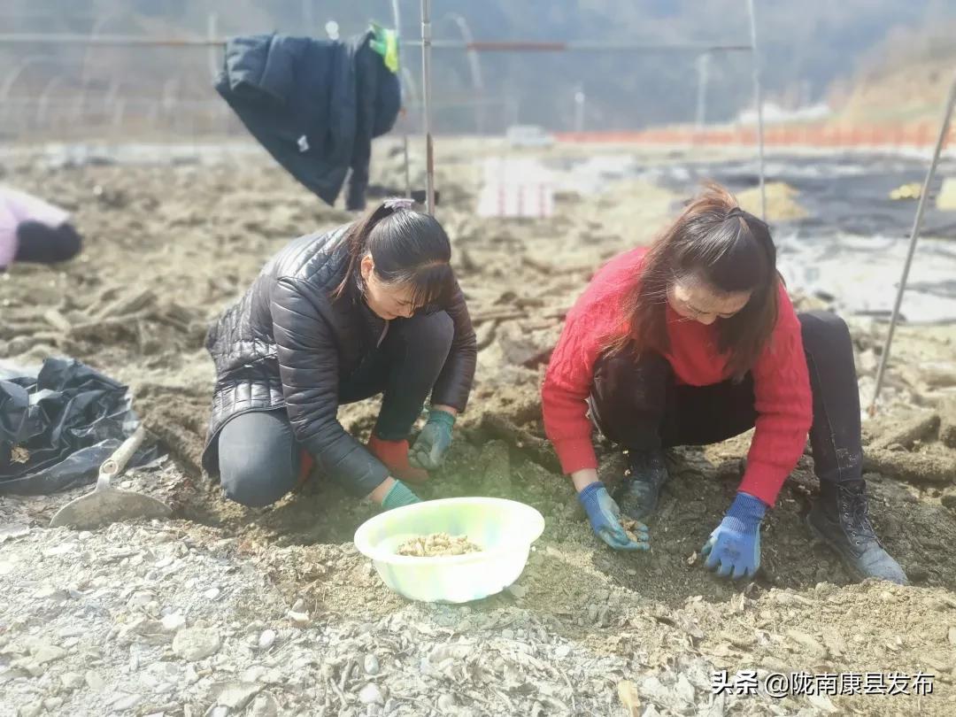 天麻种植产业园,发展天麻种植产业