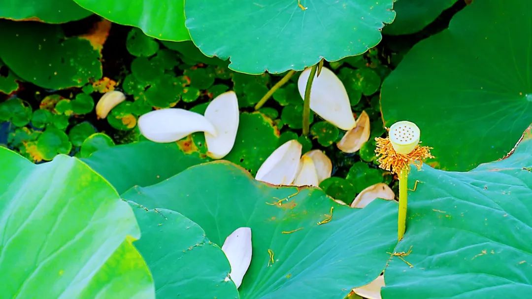微山湖十万亩荷花竞相绽放,微山湖荷花美