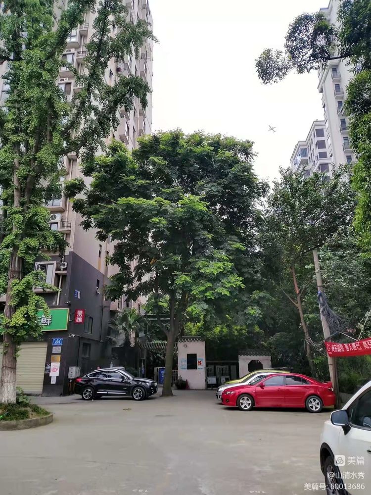 门外那棵野桑树——诚品上院小区（作者：李超）