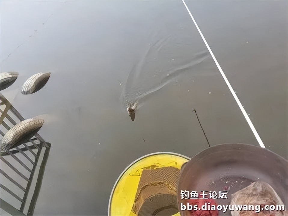 钓鱼王王者风范，拿捏多鱼种轻松