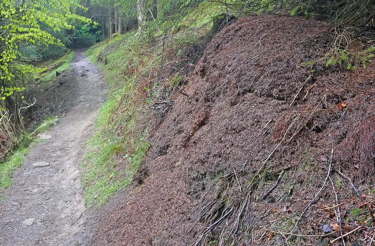 夏日随笔原创文,夏日午后随笔