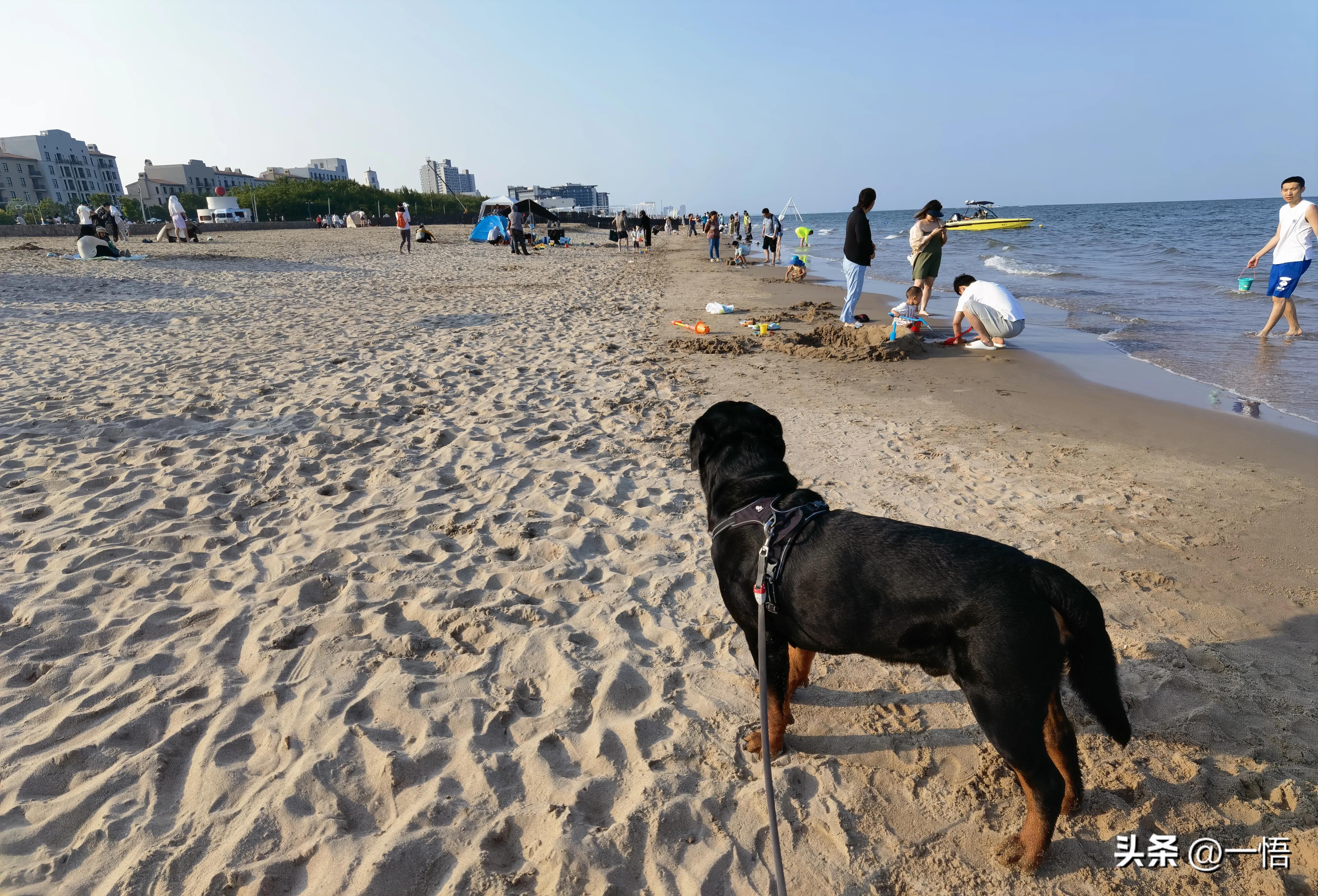 2023上海到秦皇岛承德十日游第四天：看阿那亚的海，逢犬舍的安娜